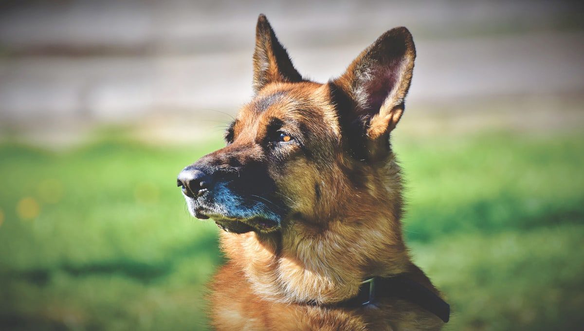Γερμανία: Εκπαιδευμένοι σκύλοι μυρίζουν τον Covid με 94% ακρίβεια