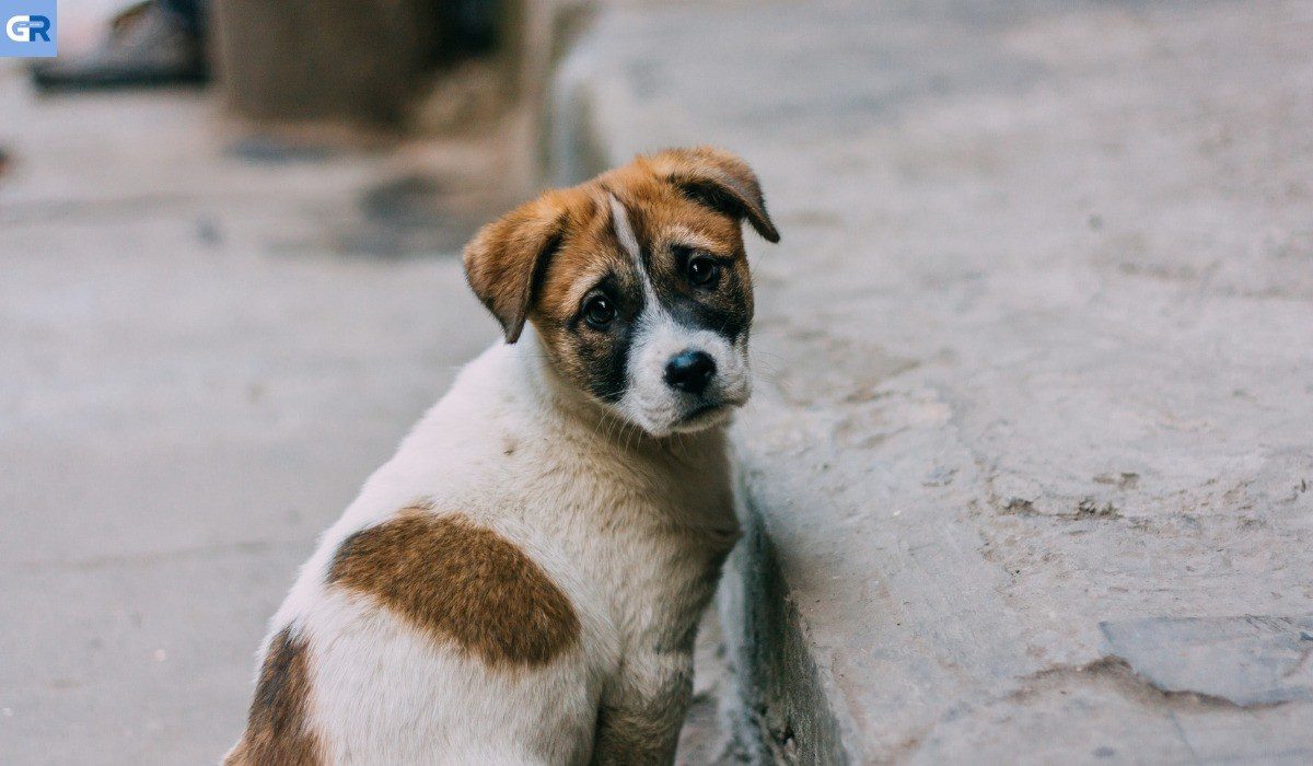 Ελλάδα: Σκυλάκι πέθανε από τρόμο για τα βεγγαλικά