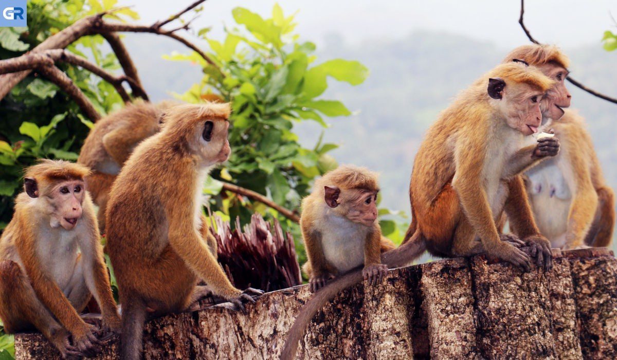 Βάδη-Βυρτεμβέργη: Μαϊμούδες απέδρασαν από ζωολογικό κήπο