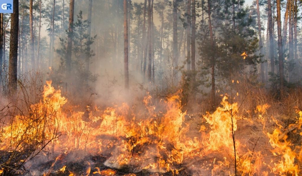 Μετά από φωτιά: Φόβοι για δασικές πυρκαγιές και πάλι στη Γερμανία