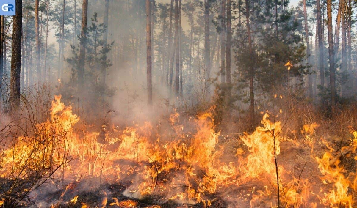 Γερμανία: Οι δασικές πυρκαγιές νέα πραγματικότητα