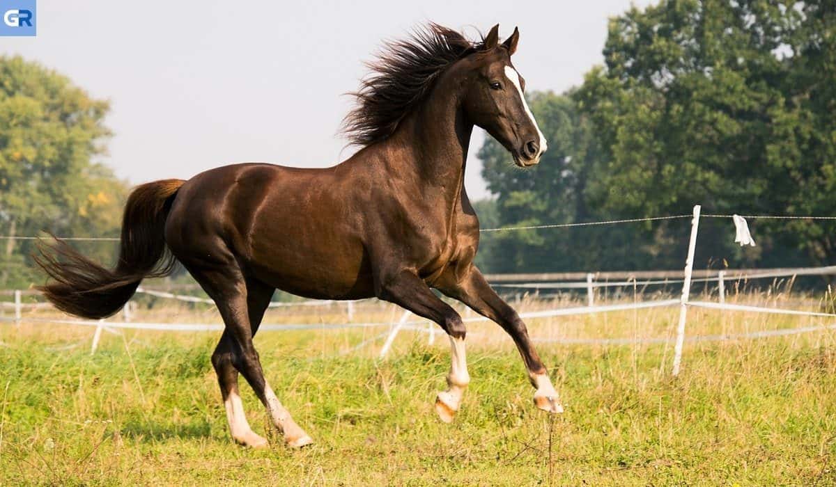 Γερμανία: Άλογο προκάλεσε ατύχημα στην Κάτω Βαυαρία