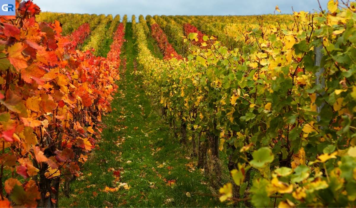 Ευρώπη: Μειωμένη η παραγωγή κρασιού λόγω καιρικών φαινομένων