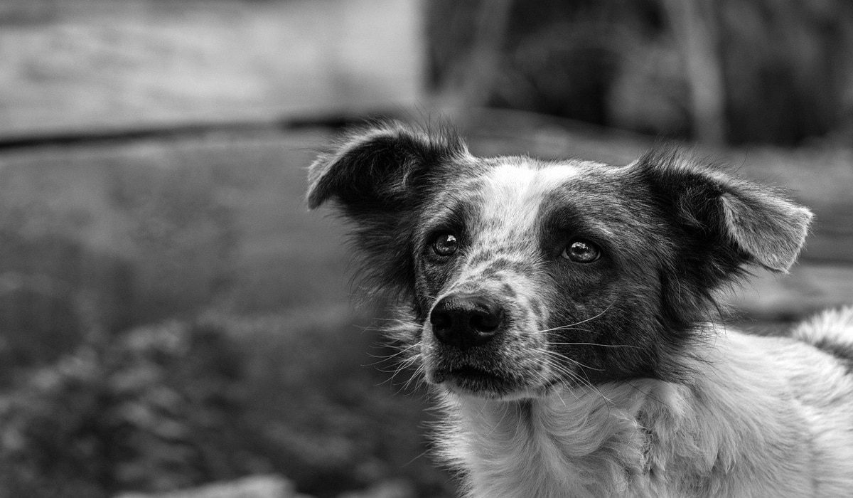 Ελλάδα: Τυφλή σκυλίτσα επέστρεψε στον άνθρωπο που την είχε περιθάλψει