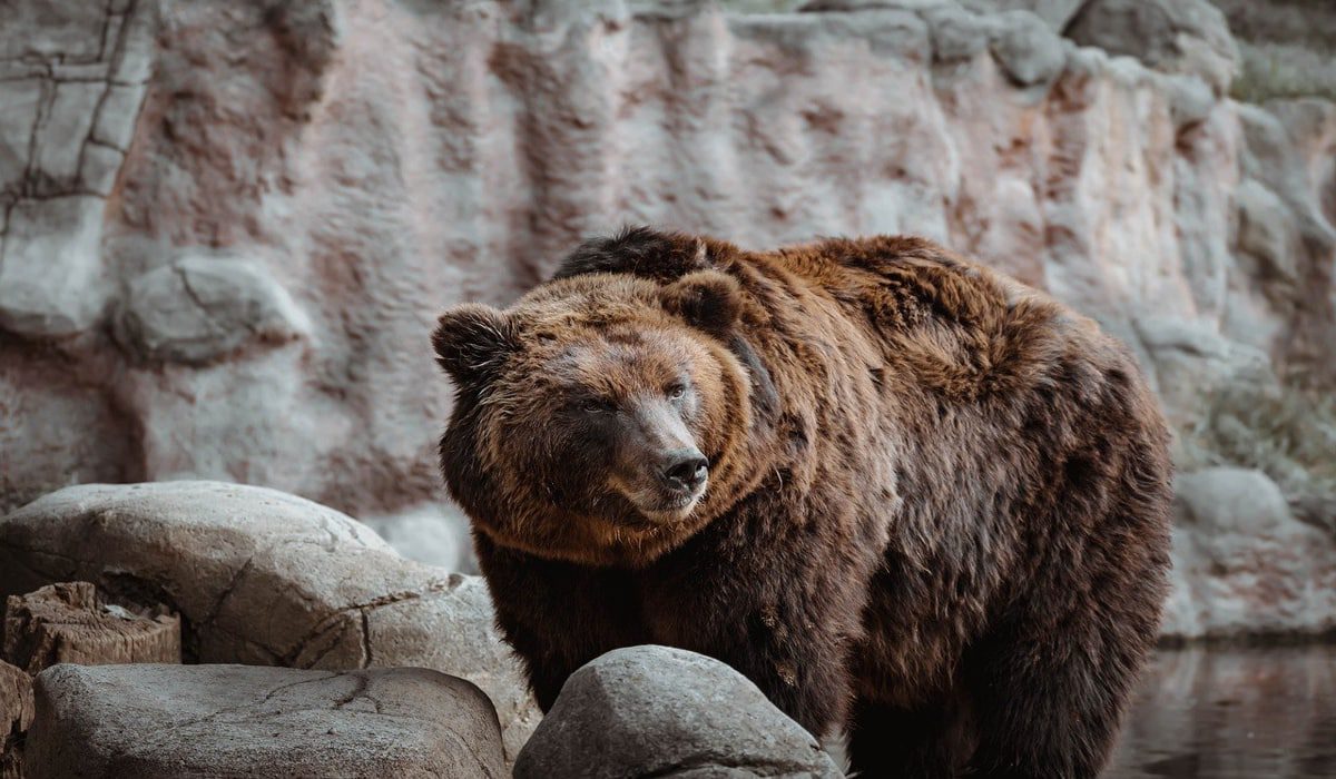 Αρκούδα επιτίθεται στον πιο διάσημο ρεπόρτερ της Γερμανίας