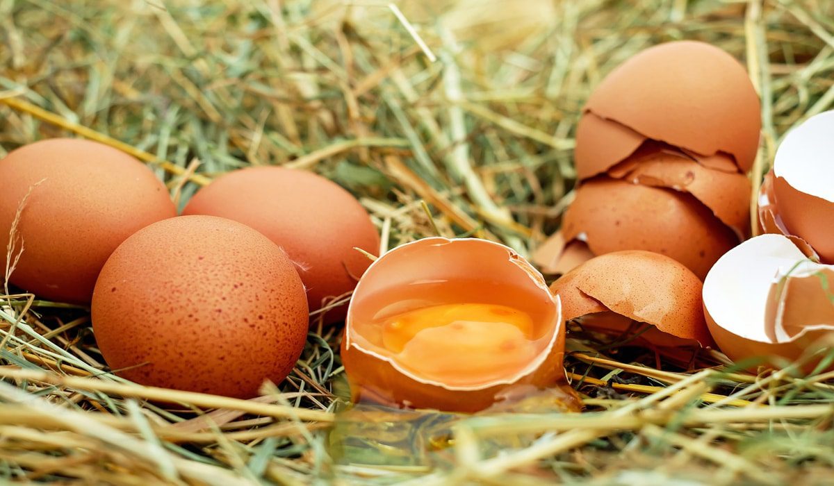 Συναγερμός στην Ευρώπη για σαλμονέλα από αυγά