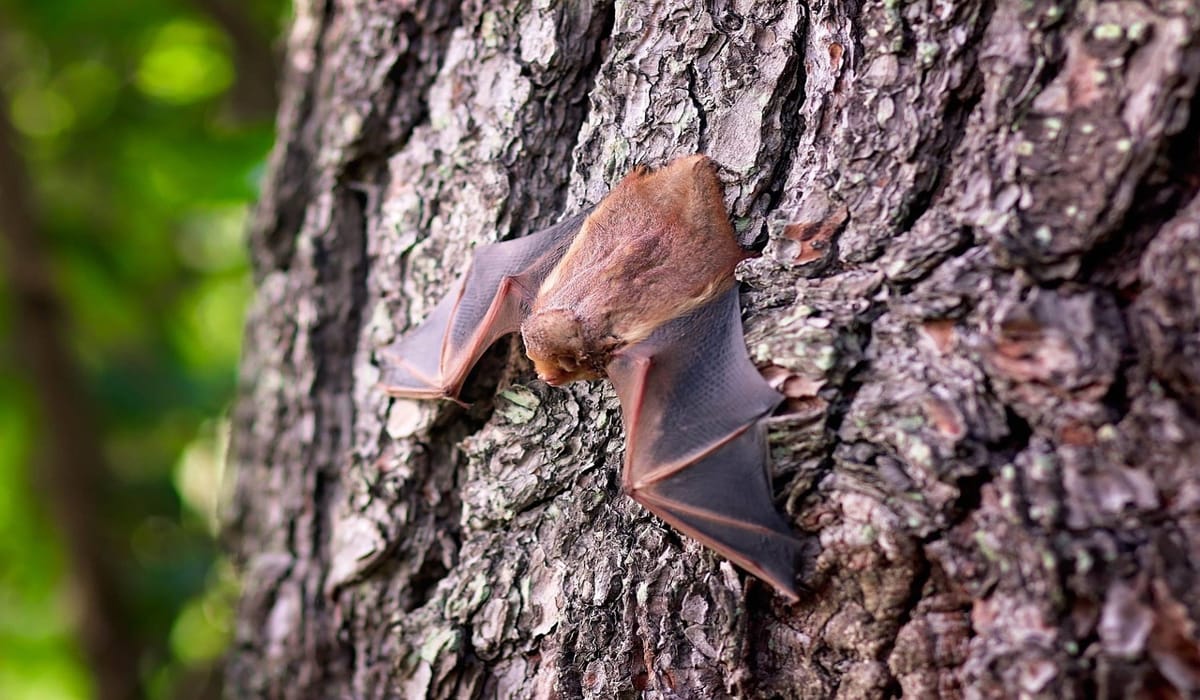 Λάος: Βρέθηκαν νυχτερίδες με κορονοϊούς ικανούς να μολύνουν ανθρώπους