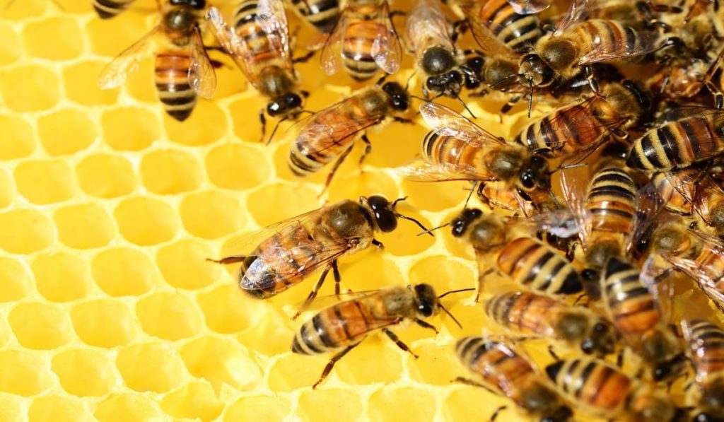 Ελλάδα: Οι μέλισσες «αυτοκτονούν» από την έλλειψη τροφής