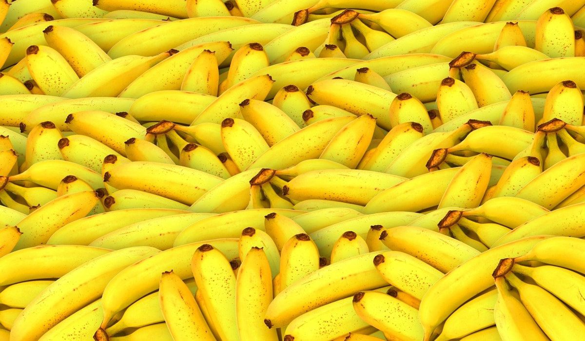 Μπανάνα: Το φρούτο που προκάλεσε πολέμους και άλλαξε τον κόσμο