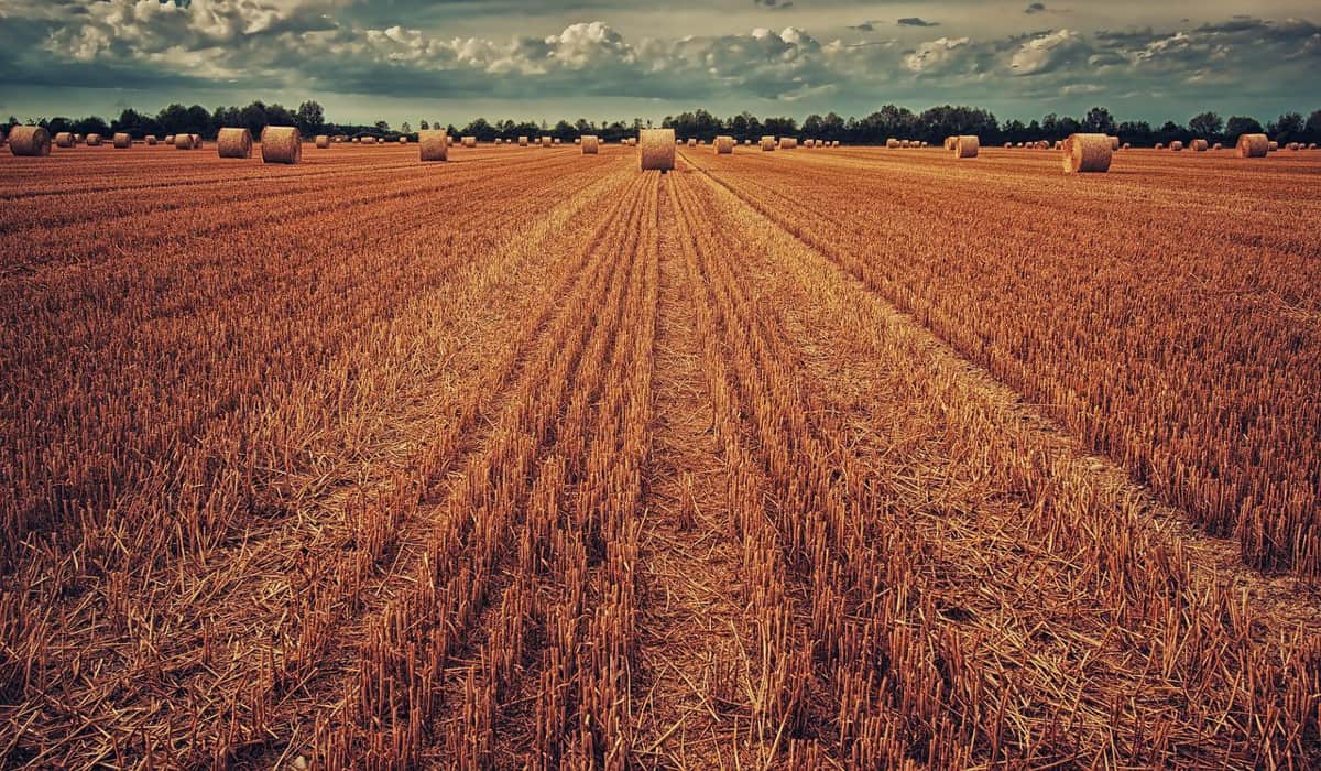 Η Γερμανία θα βοηθήσει την Ουκρανία στην εξαγωγή των σιτηρών της