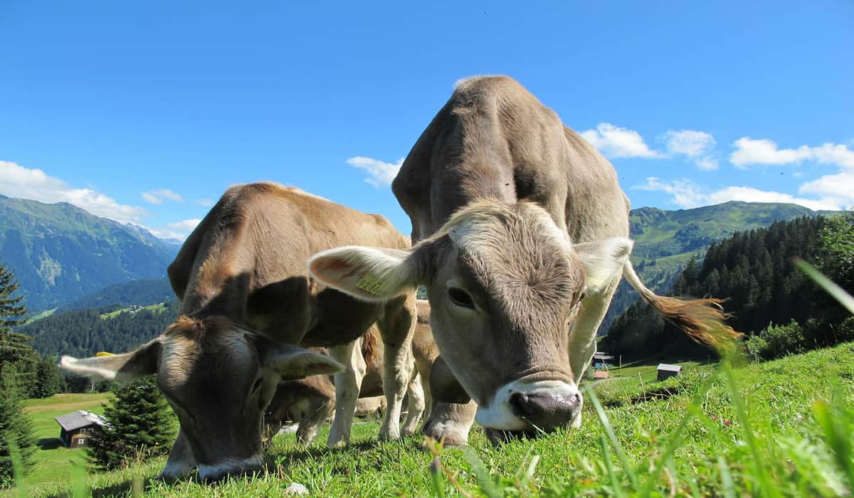Έρευνα: Πάνω από 500 αγελάδες είναι κάτοικοι Μονάχου