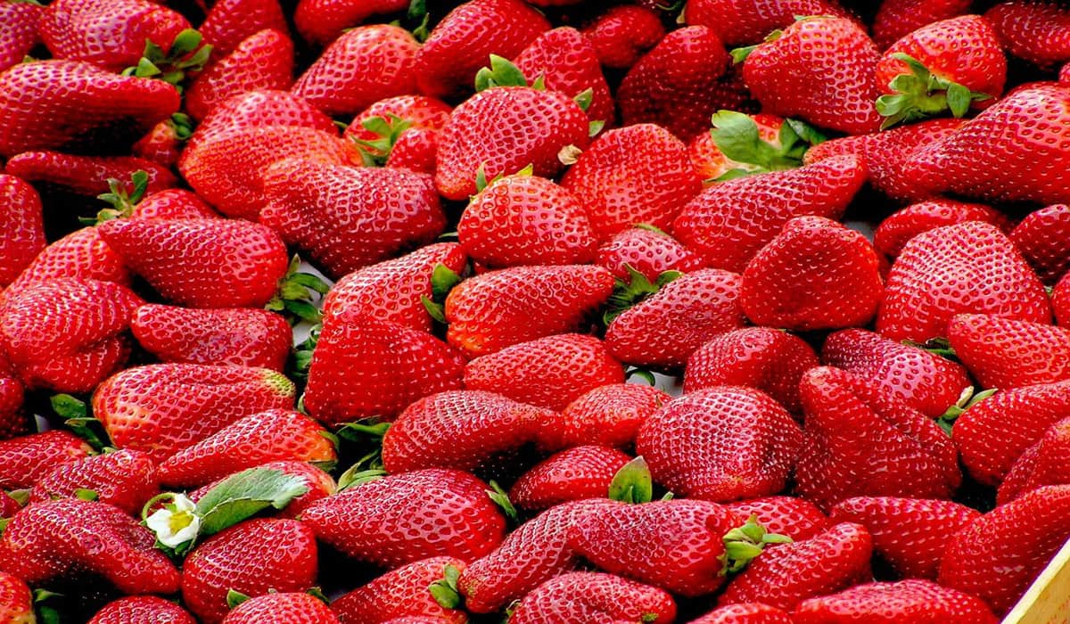 Πού μπορείτε να μαζέψετε φράουλες στο Μόναχο;