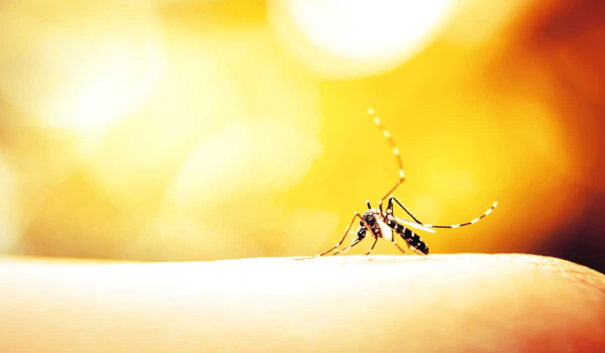 Έρχεται επιδημία κουνουπιών αυτό το καλοκαίρι στη Γερμανία;