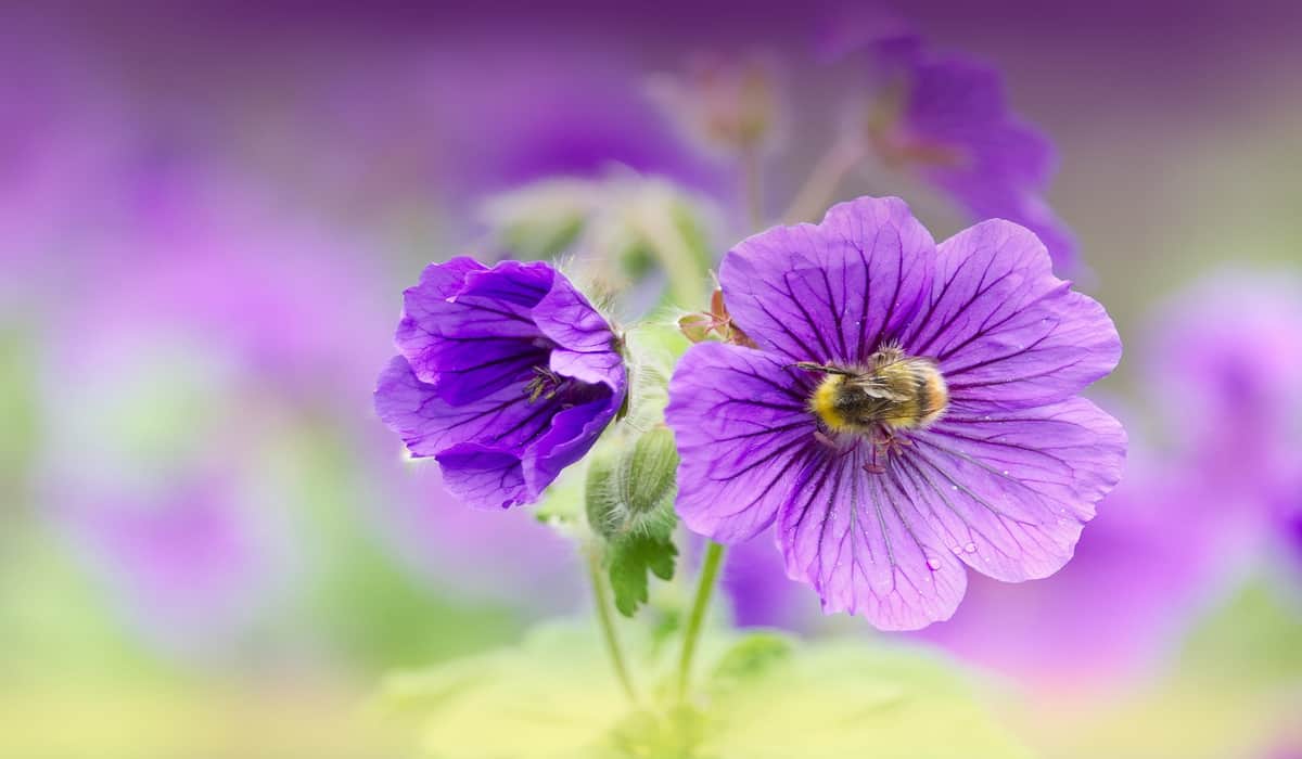 Σπάνια ανακάλυψη μελισσών στον Βοτανικό Κήπο του Μονάχου