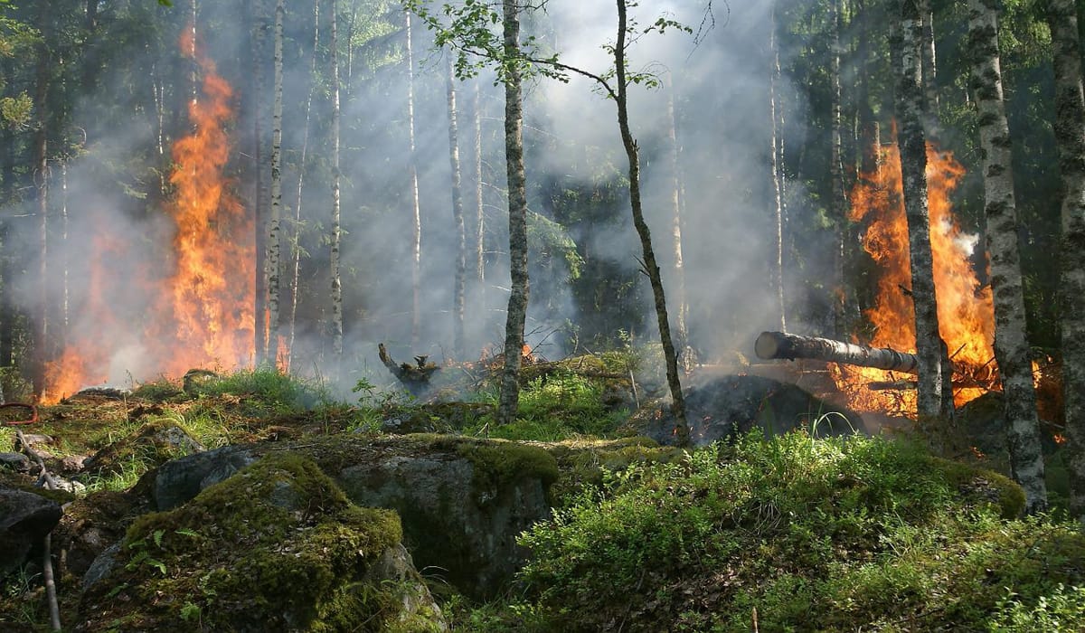 900 πυροσβέστες στη μάχη με τις φλόγες στα σύνορα Τσεχίας – Γερμανίας