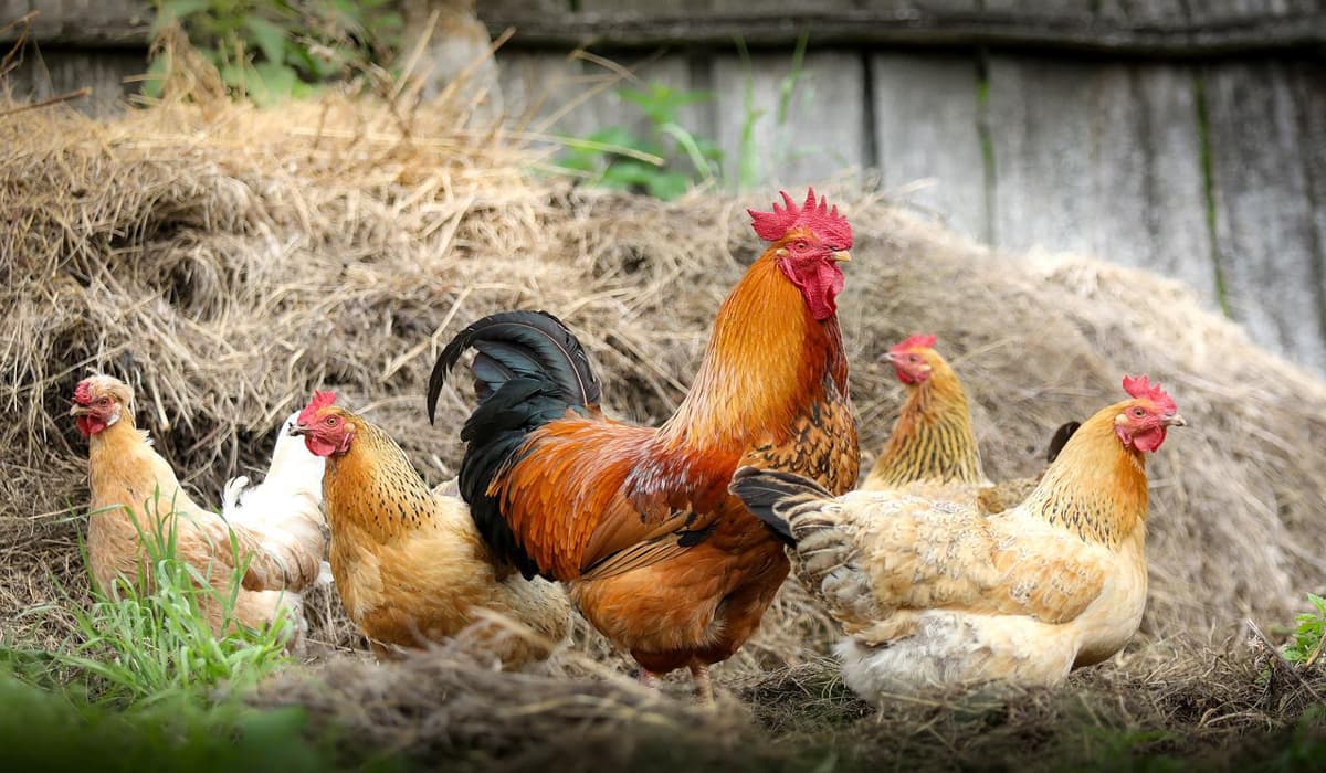 Γερμανία: Θανατώνονται πάνω από 100.000 κοτόπουλα λόγω μόλυνσης