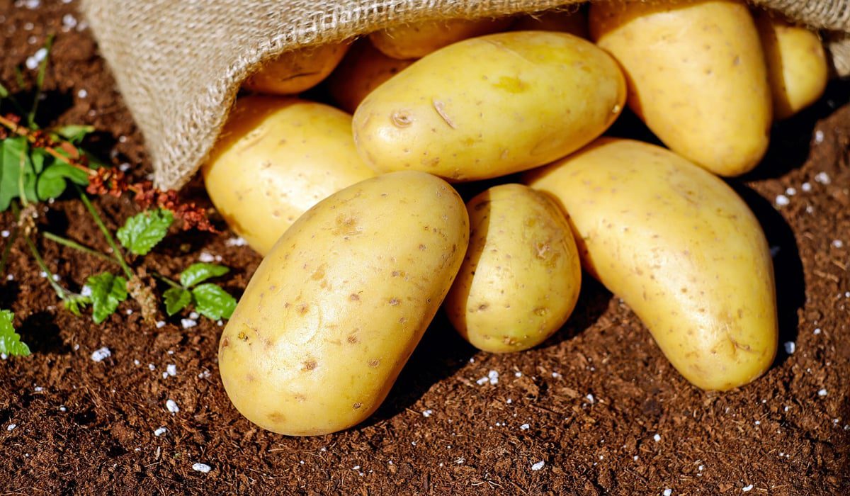 Μειώνεται η κατανάλωση πατάτας στη Γερμανία