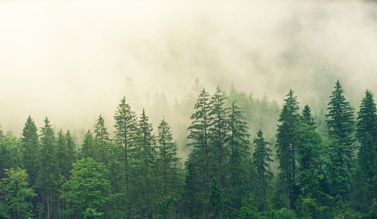 Έρχονται τα “υγρά δέντρα” να προσφέρουν καθαρό αέρα;