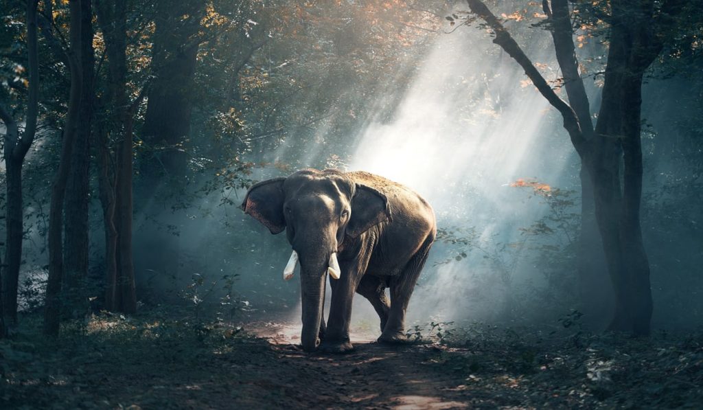 Θρήνος: Πέθανε ο γηραιότερος ελέφαντας της Γερμανίας