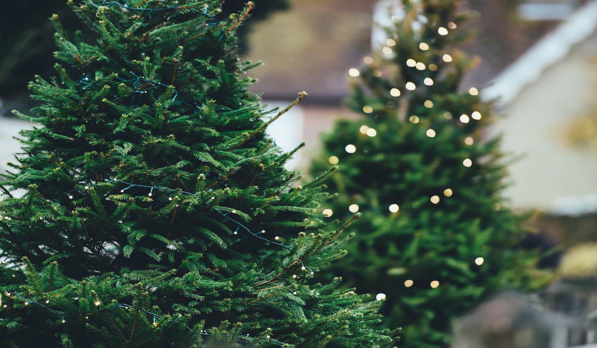 Πως να πετάξετε το χριστουγεννιάτικο δέντρο σας στη Γερμανία