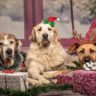 Γερμανία: Ανοίγει η χριστουγεννιάτικη αγορά για σκύλους