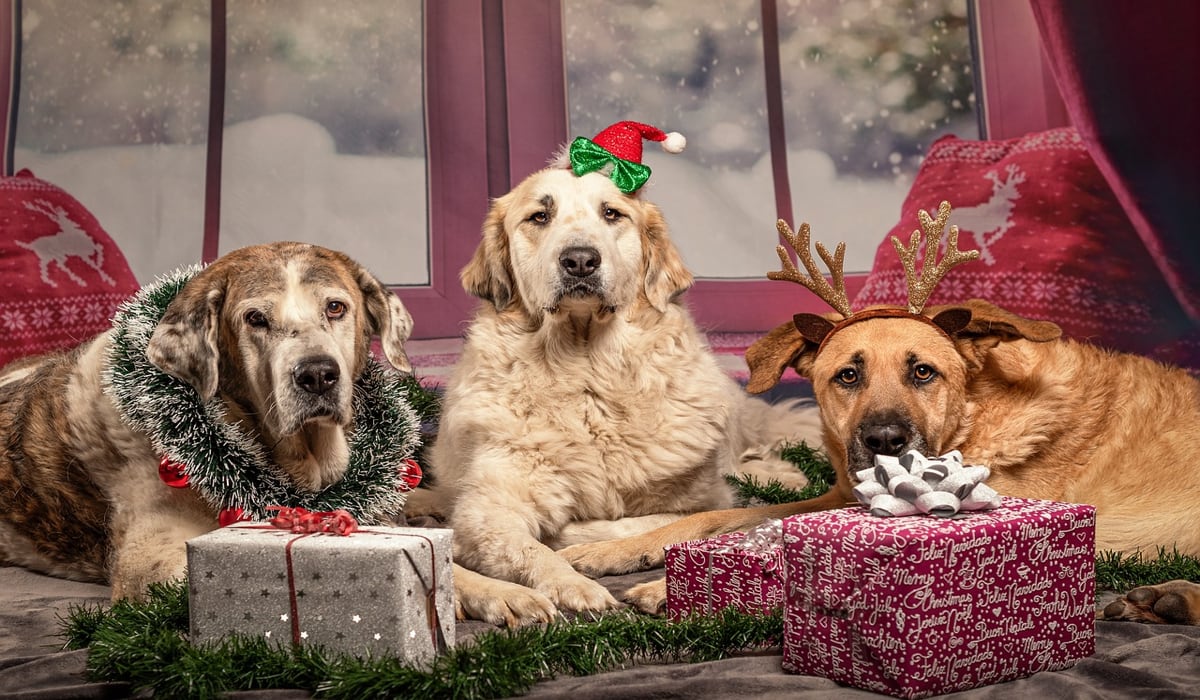 Γερμανία: Ανοίγει η χριστουγεννιάτικη αγορά για σκύλους