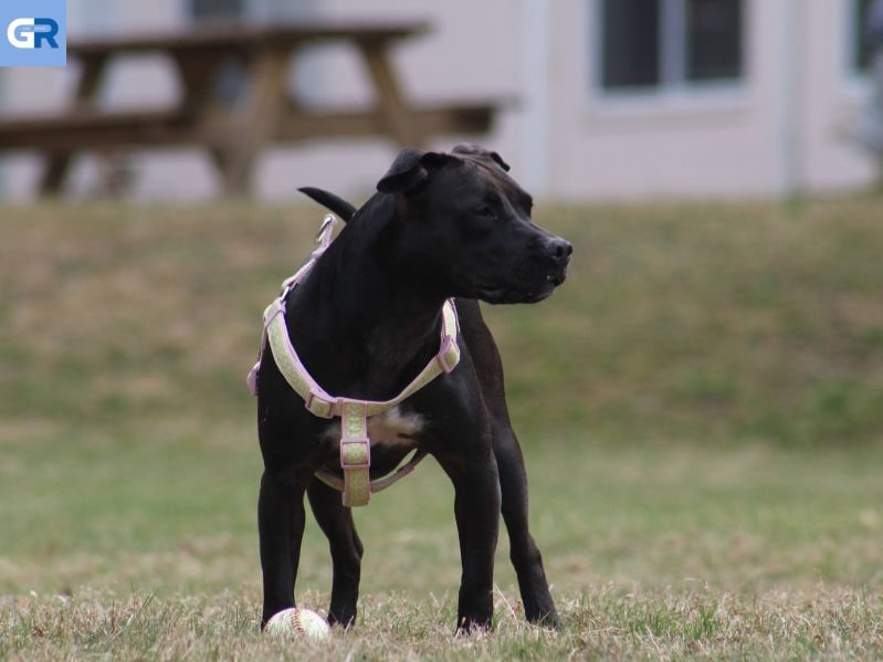 Γερμανία: Σκύλος δαγκώνει βρέφος και το τραυματίζει σοβαρά