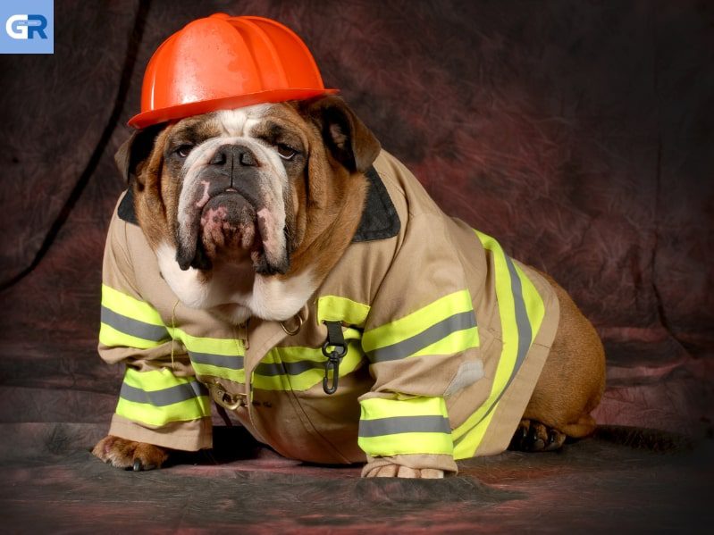 Γερμανία: Σκύλος ζώσει το αφεντικό του από τις φωτιές