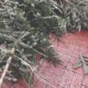 Πού και πώς να πετάξετε το χριστουγεννιάτικο δέντρο σας;