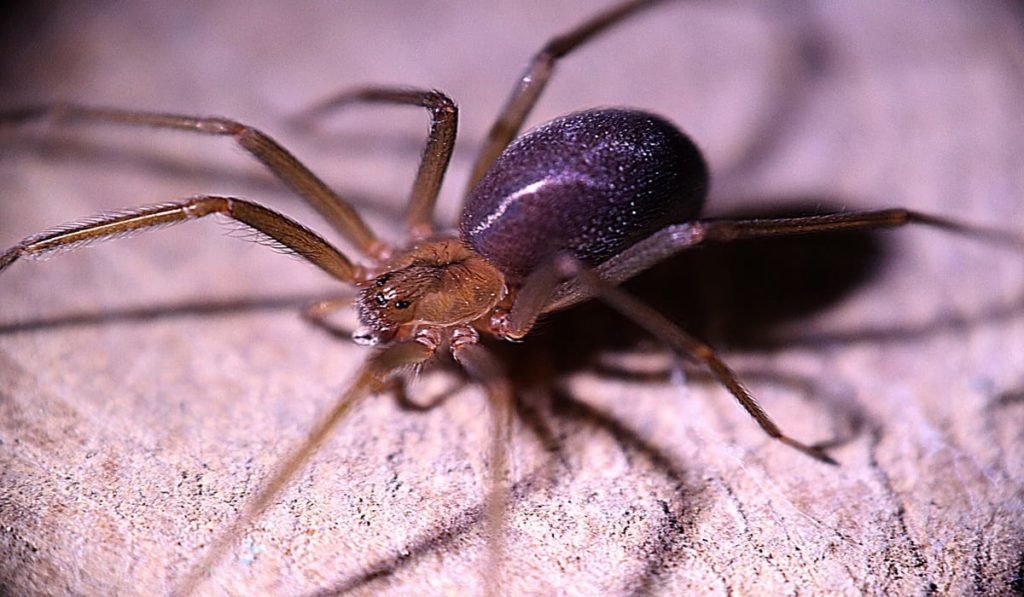 Η δηλητηριώδης αράχνη Loxosceles εμφανίζεται στη Γερμανία
