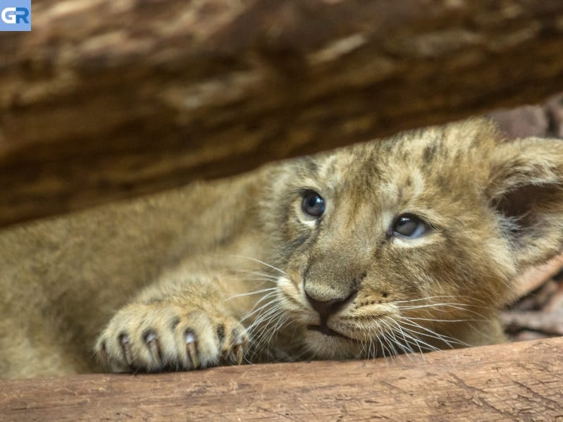 Νεκρά 4 λιονταράκια σε ζωολογικό κήπο της Γερμανίας