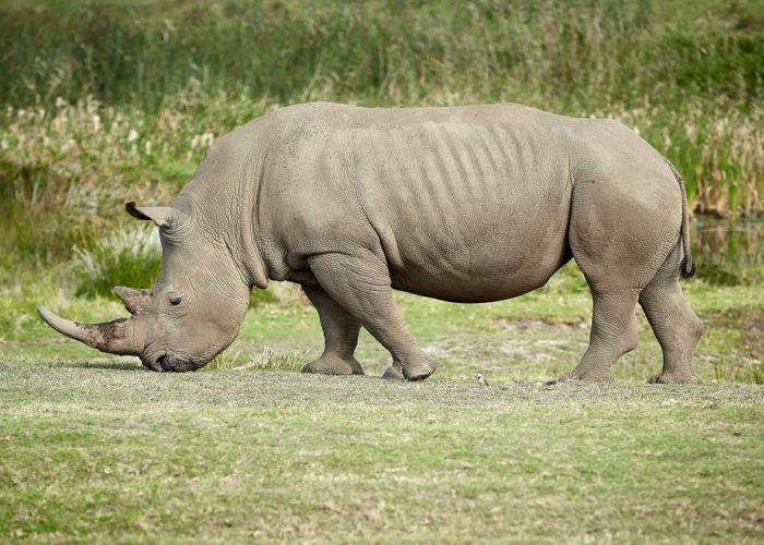 Τεχνητή γονιμοποίηση διασώζει τους βόρειους λευκούς ρινόκερους