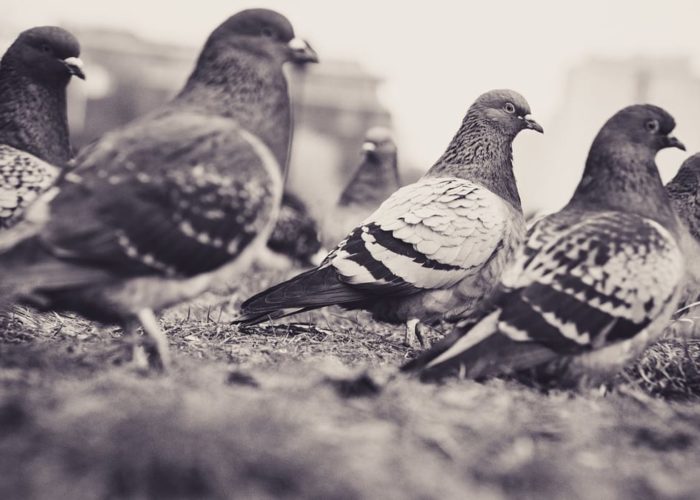 Γερμανία: Περιφέρεια προσομοιώνει ξέσπασμα της γρίπης των πτηνών