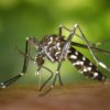 Zzzzzsssssssss – Σύννεφα κουνουπιών πάνω από την Βαυαρία Zzzzzsssssssss – Σύννεφα κουνουπιών πάνω από την Βαυαρία