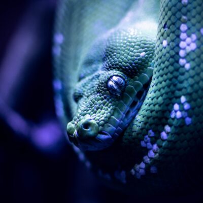 Ένας άνδρας πηγαίνει στην τουαλέτα και φίδι βγήκε από αυτήν και τον δαγκώνει στους όρχεις