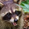Απίστευτο θέαμα: Ρακούν περιφέρονται και καταλαμβάνουν γερμανική πόλη (Φώτο) Απίστευτο θέαμα: Ρακούν περιφέρονται και καταλαμβάνουν γερμανική πόλη (Φώτο)