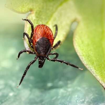 Κίνδυνος από τσιμπούρια: Τρεις νέες περιοχές κινδύνου Κίνδυνος από τσιμπούρια: Τρεις νέες περιοχές κινδύνου