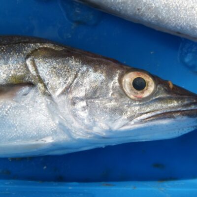 Αυτό το ψάρι θα μπορούσε σύντομα να γίνει σημαντικά ακριβότερο: Για ποιο λόγο;